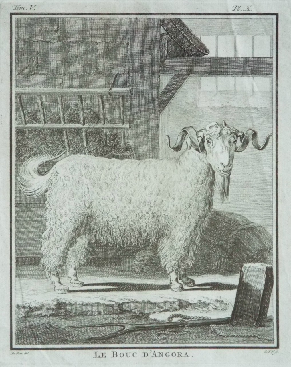 Print - Le Bouc d'Angora. - C.